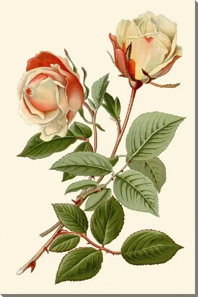 Картина Чайная роза – Сафрано (1896-1897)