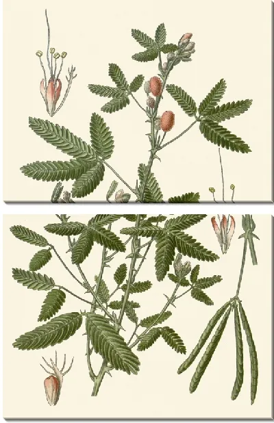 Картина Чувственное растение (1896-1897)