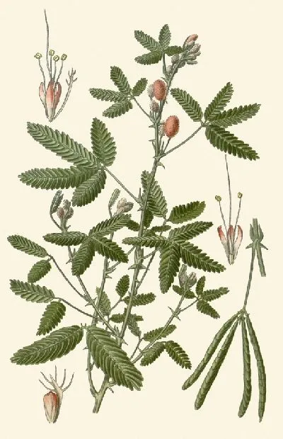 Картина Чувственное растение (1896-1897)