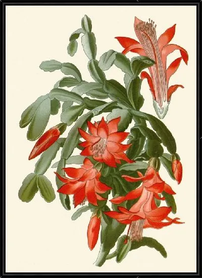 Картина Эпифиллум усеченный (1896-1897)