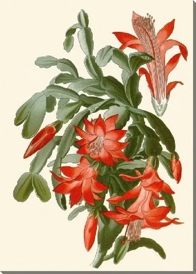 Картина Эпифиллум усеченный (1896-1897)