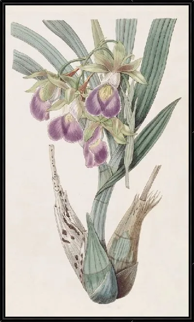 Картина Helmwort Бауэра (1815-1819)