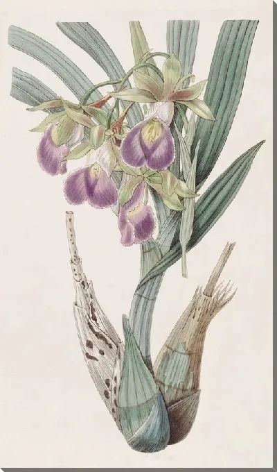 Картина Helmwort Бауэра (1815-1819)