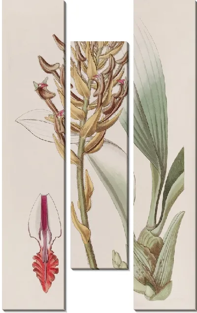 Картина Абрикосового цвета Эрия (1815-1819)