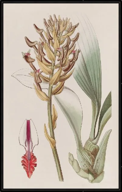 Картина Абрикосового цвета Эрия (1815-1819)