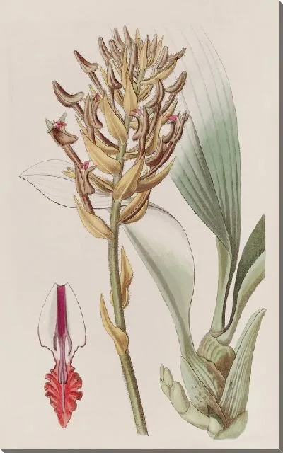 Картина Абрикосового цвета Эрия (1815-1819)