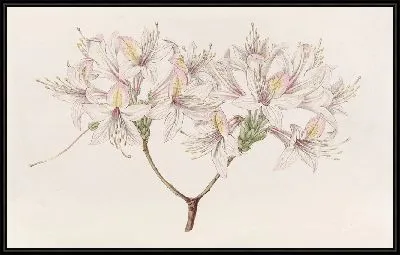 Азалия Луиза (1815-1819)