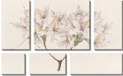 Азалия Луиза (1815-1819)