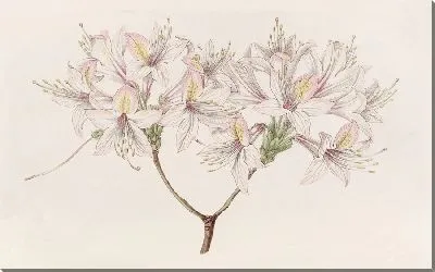 Азалия Луиза (1815-1819)