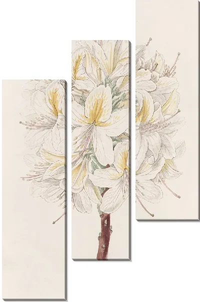 Картина Азалия Радости (1815-1819)