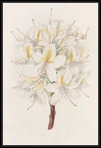 Картина Азалия Радости (1815-1819)