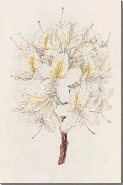 Картина Азалия Радости (1815-1819)