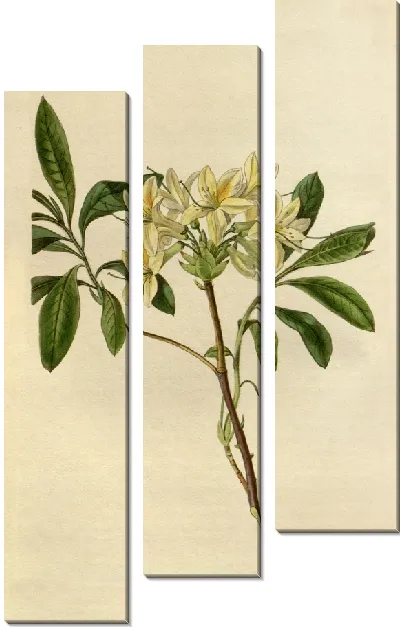 Картина Азалия Сеймури (1815-1819)