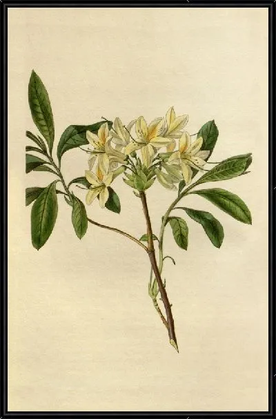 Картина Азалия Сеймури (1815-1819)