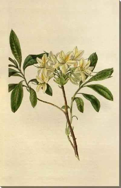 Картина Азалия Сеймури (1815-1819)