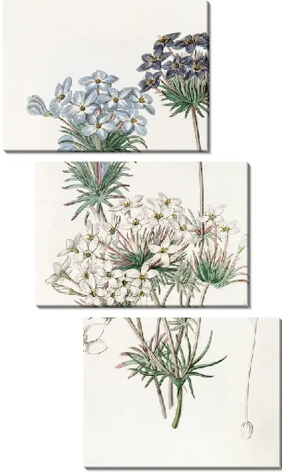 Картина Андрозацеподобный лептосифон (1815-1819)