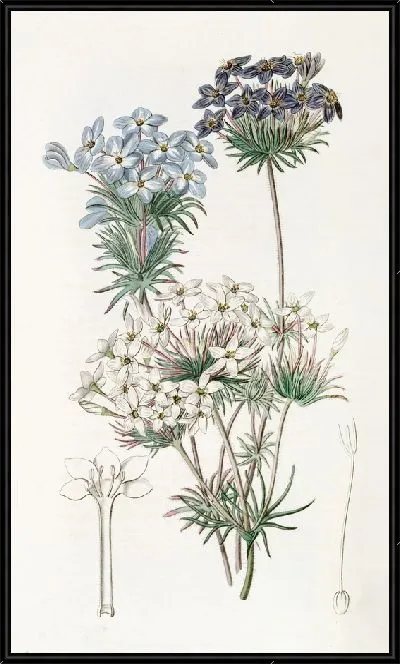 Картина Андрозацеподобный лептосифон (1815-1819)