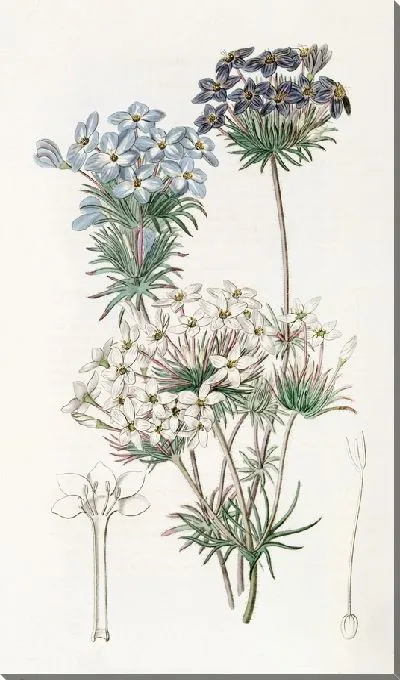 Картина Андрозацеподобный лептосифон (1815-1819)