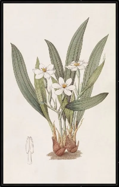 Картина Аномальный элефтерин (1815-1819)