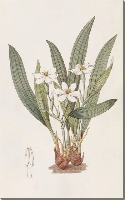 Картина Аномальный элефтерин (1815-1819)