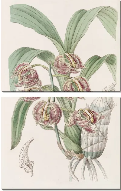 Картина Ароматические мормоды (1815-1819)