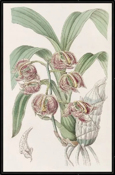 Картина Ароматические мормоды (1815-1819)