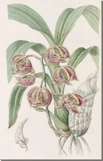 Картина Ароматические мормоды (1815-1819)