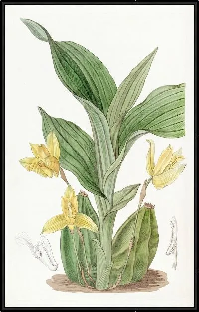 Картина Ароматная Максиллерия (1815-1819)