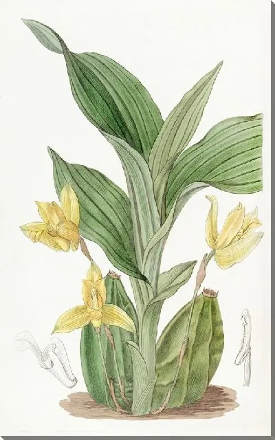 Картина Ароматная Максиллерия (1815-1819)