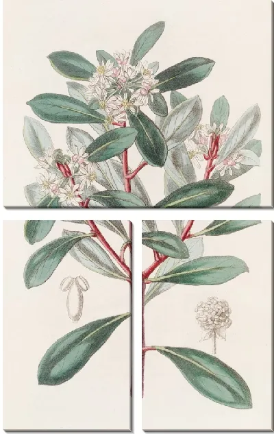 Картина Ароматная Тасмания (1815-1819)