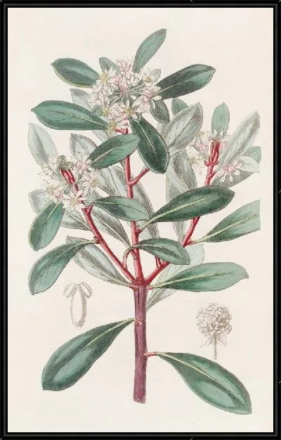 Картина Ароматная Тасмания (1815-1819)