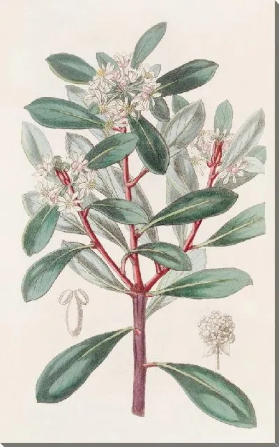 Картина Ароматная Тасмания (1815-1819)