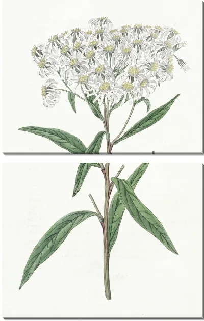 Картина Астра миндальнолистная (1815-1819)