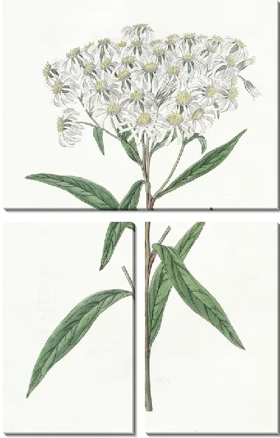 Картина Астра миндальнолистная (1815-1819)