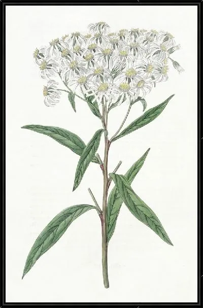 Картина Астра миндальнолистная (1815-1819)