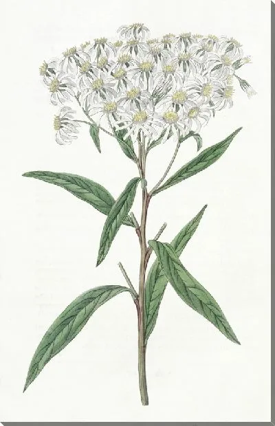 Картина Астра миндальнолистная (1815-1819)