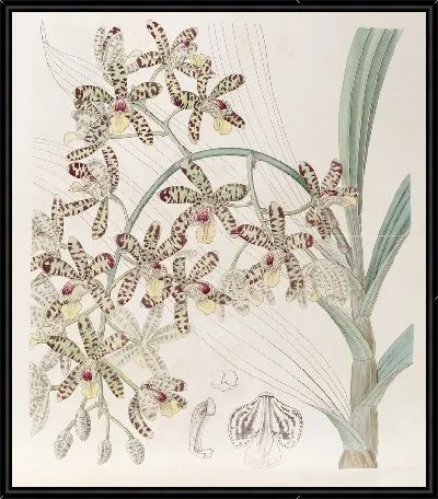 Картина Африканская Анселлия (1815-1819)