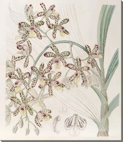 Картина Африканская Анселлия (1815-1819)