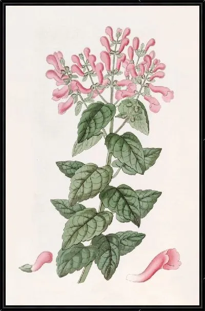 Картина Базиликоподобная Периломия (1815-1819)