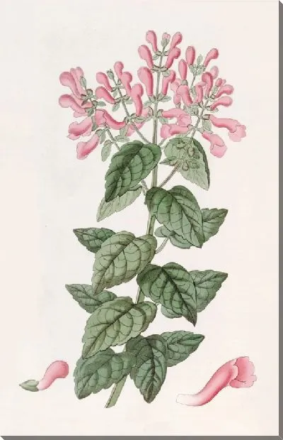 Картина Базиликоподобная Периломия (1815-1819)