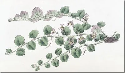 Картина Бегониеволистная Пратия (1815-1819)