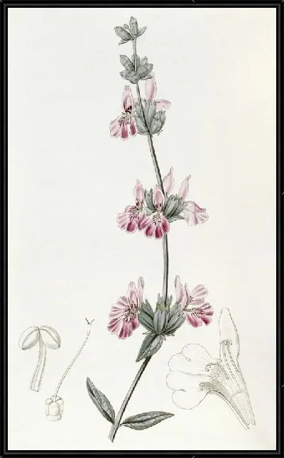Картина Бладдери Стачис (1815-1819)