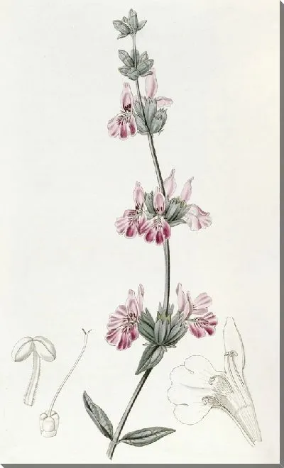 Картина Бладдери Стачис (1815-1819)