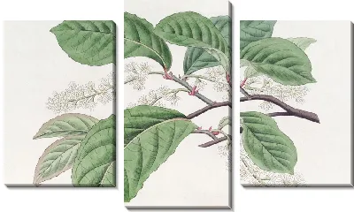 Картина Блэквеллия черемуховая (1815-1819)