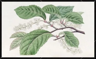 Картина Блэквеллия черемуховая (1815-1819)