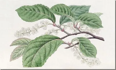 Картина Блэквеллия черемуховая (1815-1819)