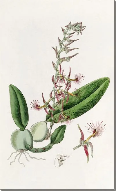 Картина Болбофиллум бородатый (1815-1819)