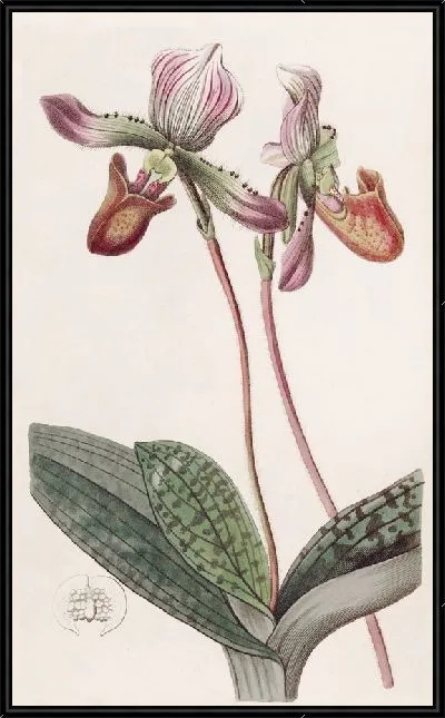 Картина Бородатая дамская туфля (1815-1819)