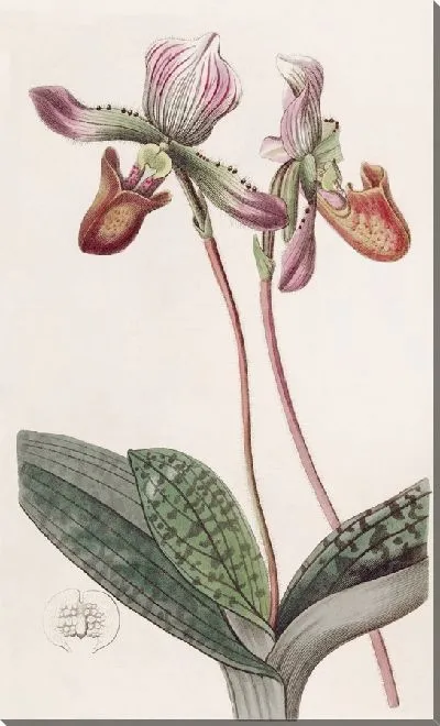 Картина Бородатая дамская туфля (1815-1819)