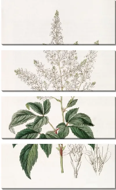Картина Бородатый Луговой-сладкий (1815-1819)